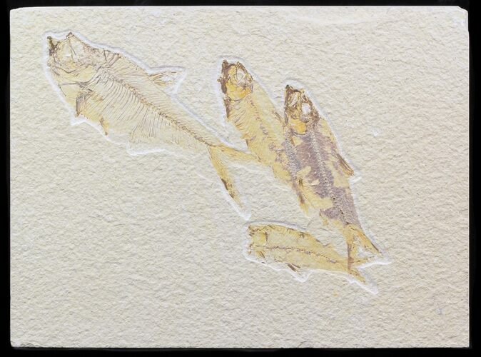 Diplomystus & Knightia Fossil Fish Plate - x #42498